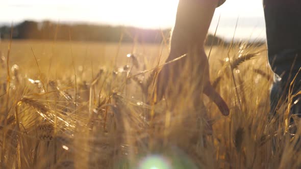 Close Up of Male Hand Moving Over Wheat Growing on the Plantation. Young Man Walking Through the