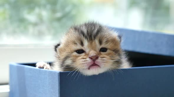 Cute Persian Kitten Sitting In A Gift Box4