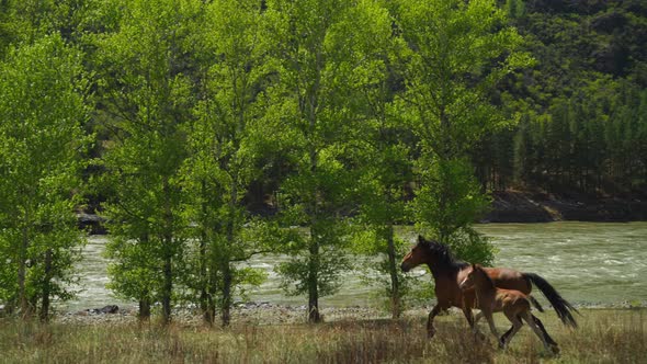 Brown Horse with Baby Runs Along Impeded Mountain River Bank