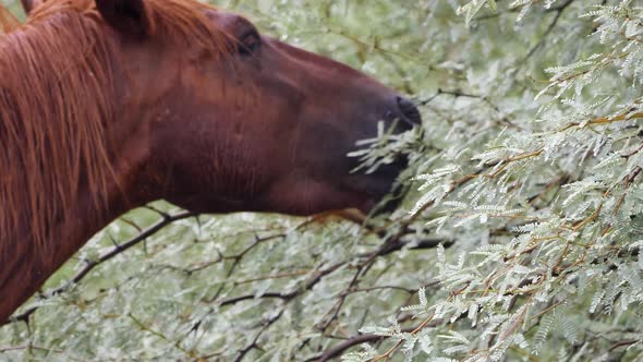 Scarred horse eats the leaves off of a mesquite tree.