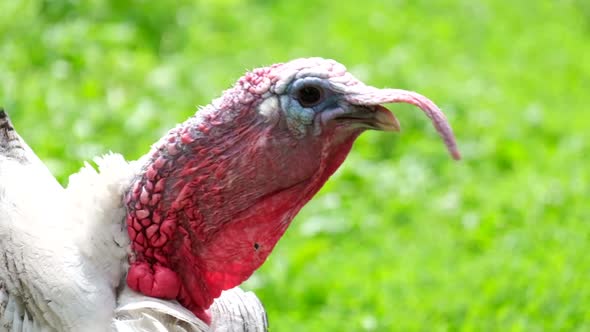 Shooting close up of red turkey head, turkey bird. Slow motion