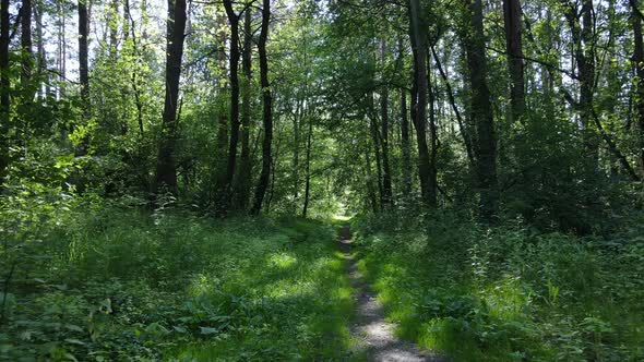 Beautiful Green Forest on a Summer Day Slow Motion