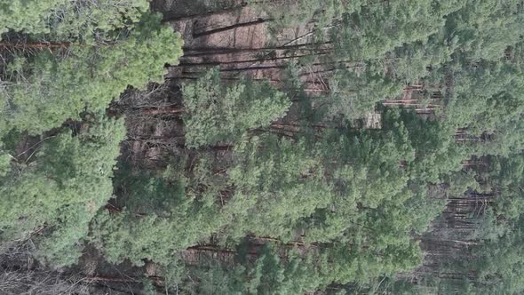 Vertical Video of Pine Forest Aerial View Slow Motion