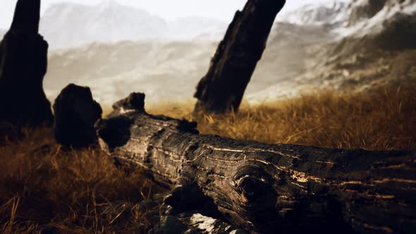 Burnt Tree Logs After Forest Fire