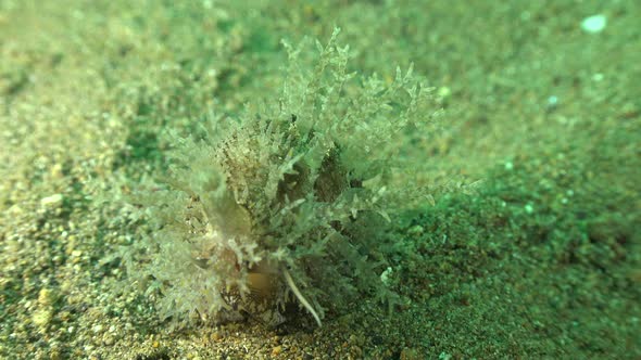 cowry snail on sandy Ocean floor in the Philippines