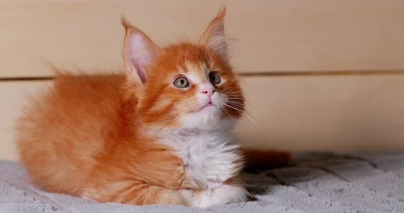 Funny Curious Young Red And White Maine Coon Kitten Cat Resting At Home