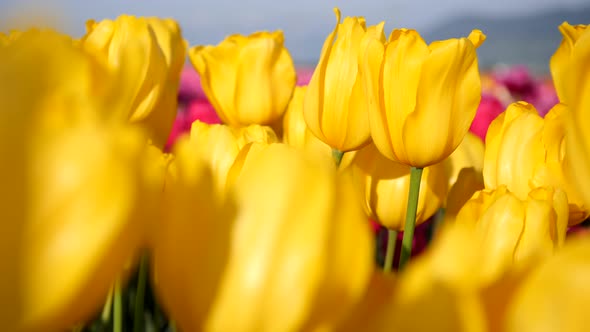 Yellow tulip flowers growing in a field.