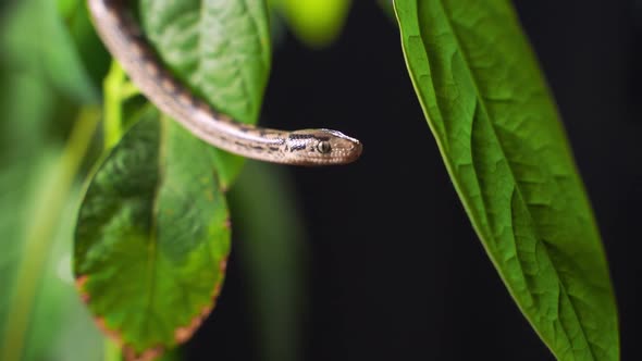 The Python Quickly Crawls Along the Branches of Trees in Search of Prey