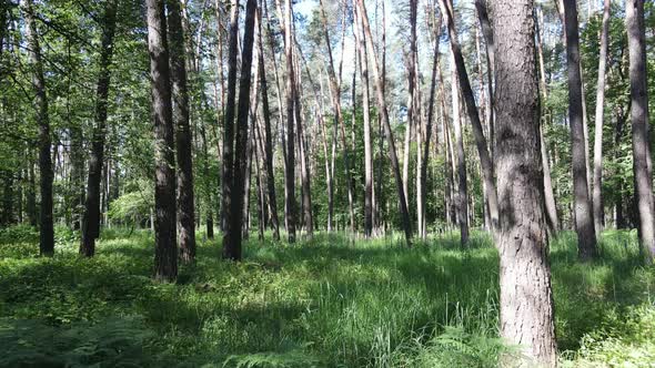 Trees in the Forest By Summer Day