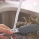 Crab being Washed in running Water - VideoHive Item for Sale