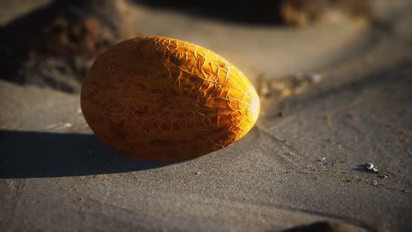 Desert Melon on the Sand Beach