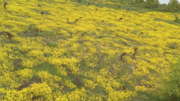 Basket of gold Alyssum Aurinia saxatilis flower field 4K aerial video