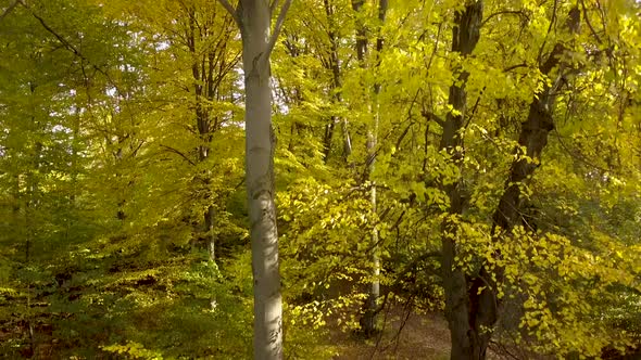 Autumn forest with bright orange and yellow leaves. Dense woods in sunny fall weather.