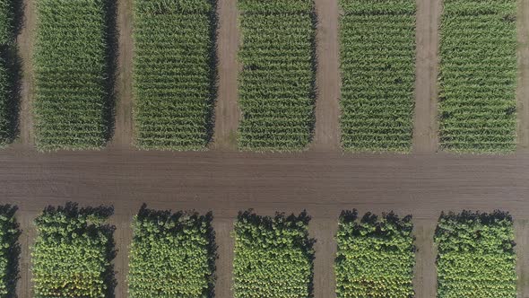 Aerial view of green fields