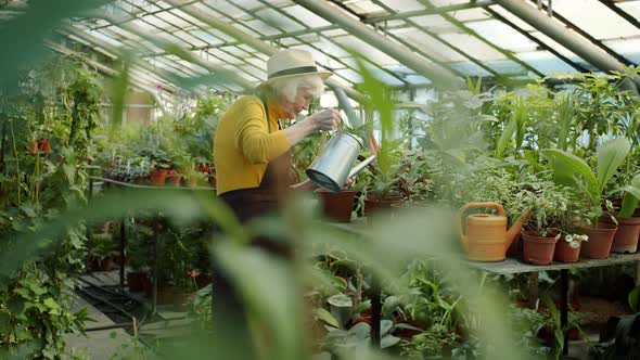 Old Lady in Apron Watering Pot Plants in Greenhouse Cultivating Organic Greenery