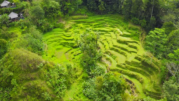 Aerial View Rice Terraces in Bali Indonesia