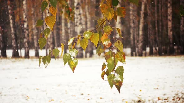 First Autumn Snowfall