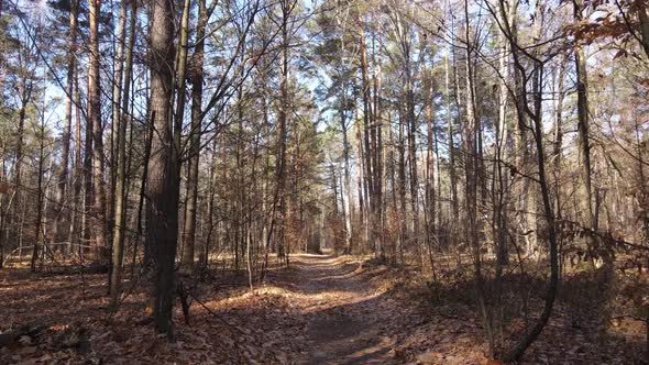 Forest with Trees in the Fall