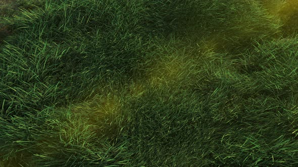 Grass 4K alt