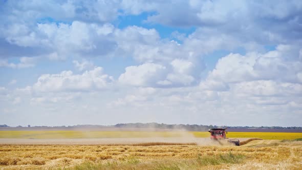 Combine harvester on golden field under the sky. Seasonal works of harvesting ripe wheat
