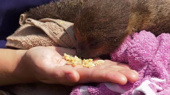 baby sloth eating from hand close up slow motion 4k