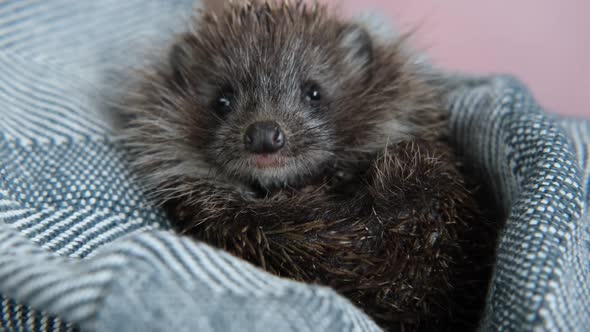Cute Wild Hedgehog in a Blanket at Home in the Hands of a Person
