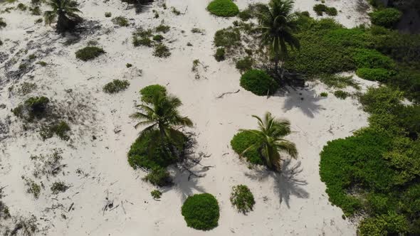 Drone is Flying Over the Golden Beach with Palm Trees in Dominican Republic