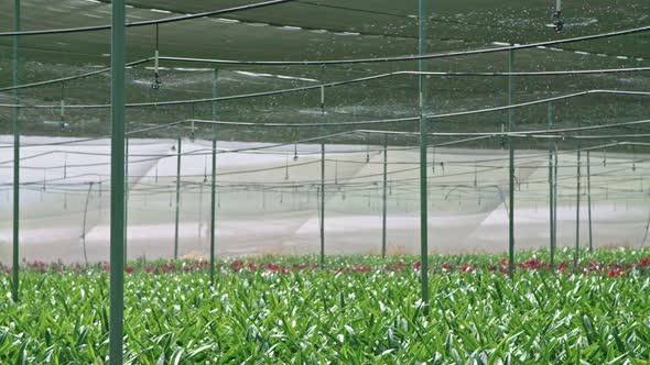 Slow motion - water sprinkers watering Amaryllis plants inside a greenhouse