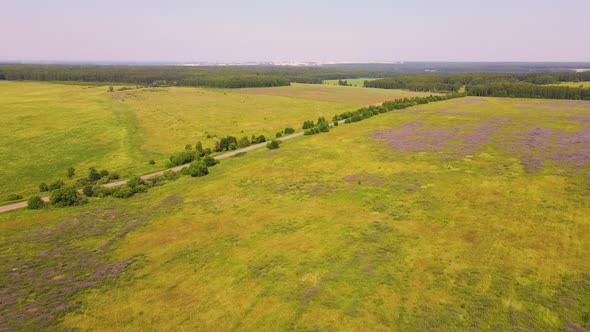 A Bright Blooming Field with Purple Lupins Aerial View