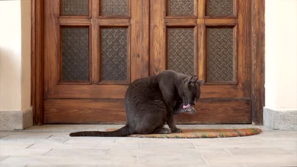 Cute Black Cat Waiting for its Owner at the Home Door