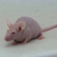 Hairless Laboratory Mouse - VideoHive Item for Sale