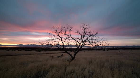 Colorful sunset time lapse of single tree in open field