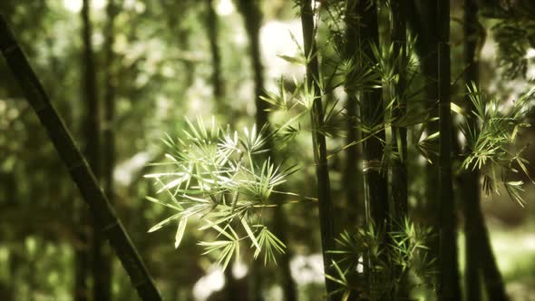 Green Bamboo Forest in Hawaii