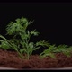 Dill Sprouts Through the Soil - VideoHive Item for Sale