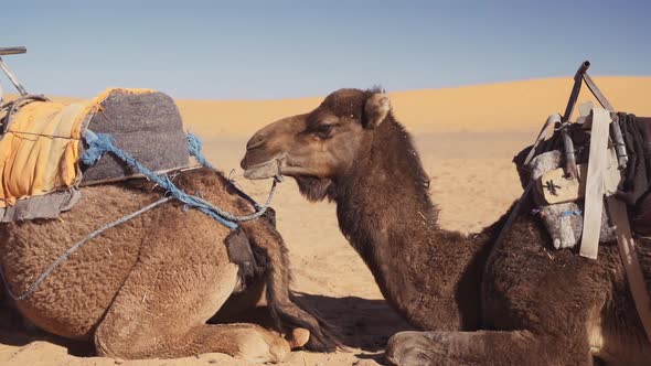 Camel Resting In Sandy Desert Landscape