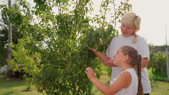 Woman and girl inspecting pears in garden outdoors. Two females persons looking at fruits