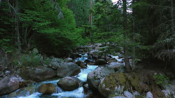 Slow flight through Mysterious Mountainous Trees Leaning Over Fast Stream With Rapids