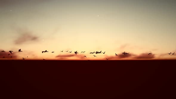 Silhouette Flying Birds