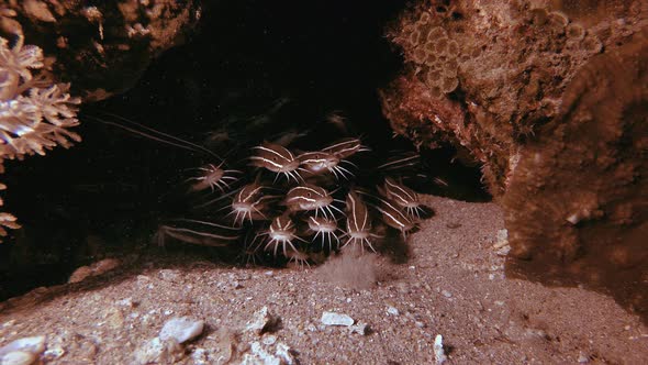 Tropical Underwater Striped Cat-fish