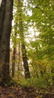 Vertical Video of a Forest in an Autumn Day