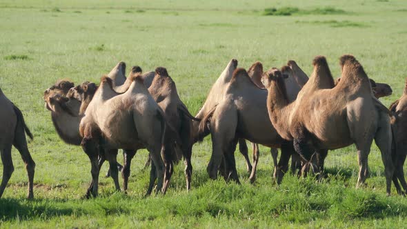 Herd of Wild Camel Free-Roaming Freely in Green Pasture