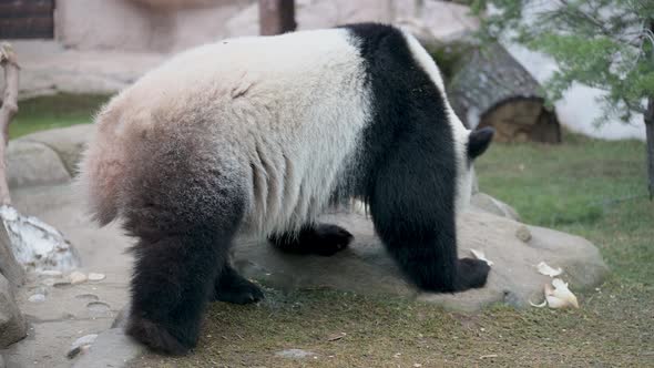 A Happy Panda Walks and Has Fun.