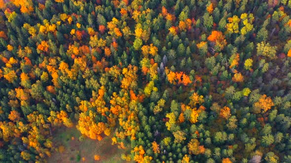 Colorful Autumn Forest Through Which the Railway Passes Aerial View