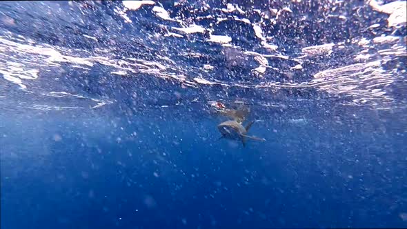 Underwater Shot Of Grey Reef Shark, Fish Predator Under Surface of Shallow Tropical Sea Waters