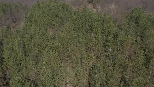 Green tree tops of evergreen forest 4K aerial video