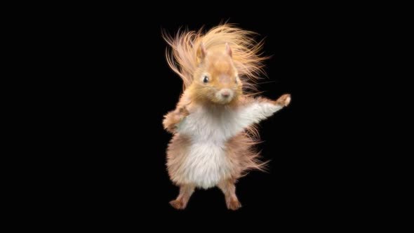 Squirrel Dancing HD