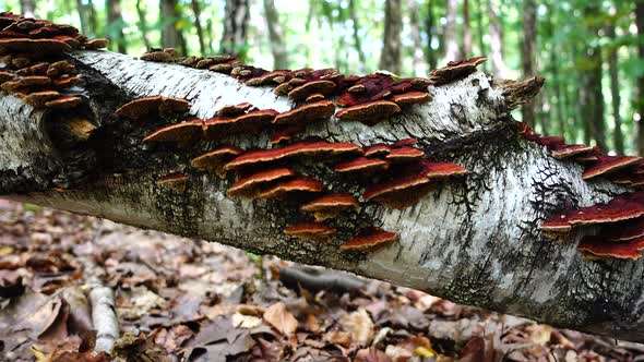 Forest Mushrooms 2