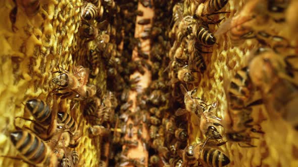 Inside the Beehive with Working Honey Bees Honeycomb Wax Cells with Honey and Pollen