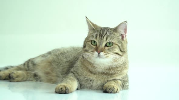 Close Up Of British Cat Lying On White Background