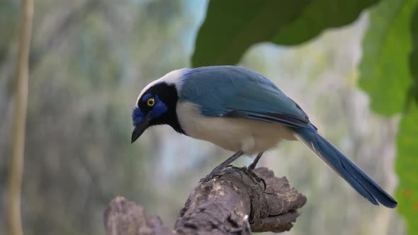 Macro close upo of pretty Green Jay resting on branch in rainforest of Panama and Nicaragua,South Am